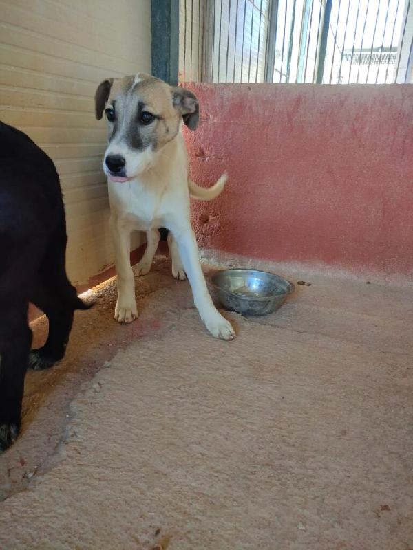 Astra - Nato/a il: Agosto 2025 Razza: Meticcio simil lupoide Taglia: Media Peso: da adulta 20-23 kg Carattere: Dolce, buona Foto 9